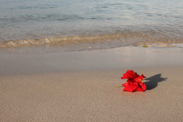 red flower on the beach