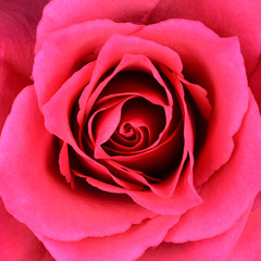Closeup on Center of Beautiful Red Rose