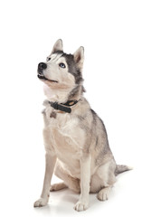 husky isolé sur fond blanc