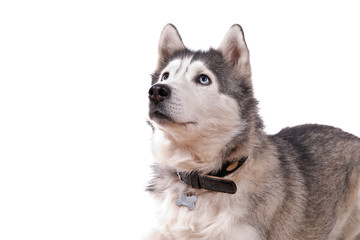 chien husky femelle sur fond blanc