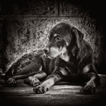 Dramatic image of a sad abandoned dog