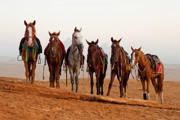 Fotobehang horses in desert near  pyramids in Giza © slowcentury