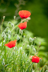 Wild spring poppies