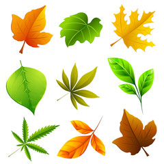 Fototapeta premium Different Leaf