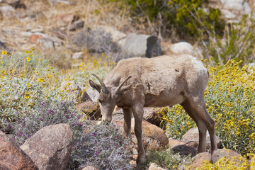 Young Bighorn Sheep in Anza Borrego Desert. California, USA