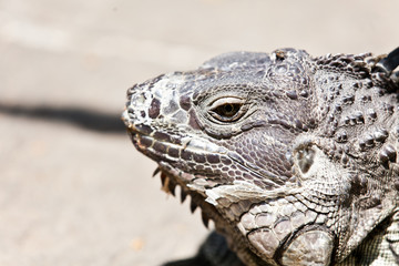 Big Iguana