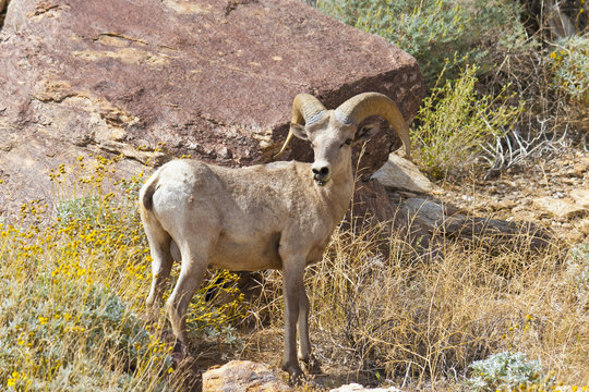 Desert Bighorn Sheep in Anza Borrego Desert. California, USA