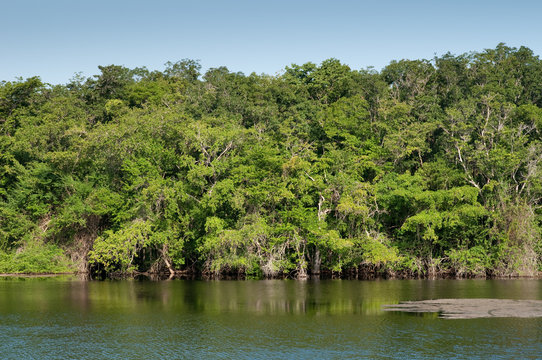 Dschungel Belize