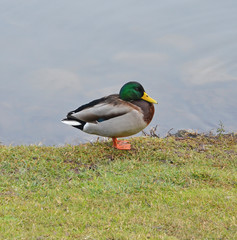 Fototapeta premium portrait of isolated male duck near the lake