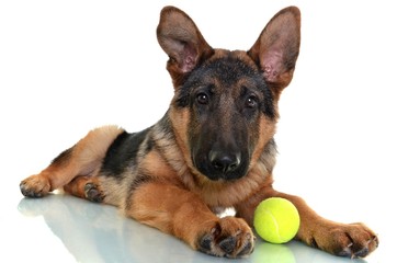 berger allemand