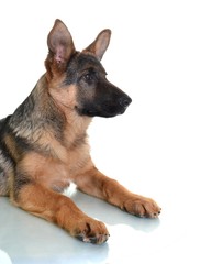 berger allemand