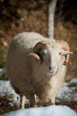 Sheep on mountain plateau pasture with snow.