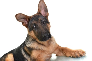 berger allemand isolé