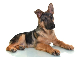 berger allemand