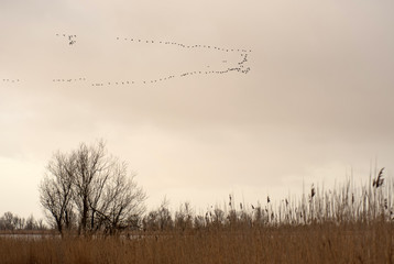 Birds flying over nature in winter