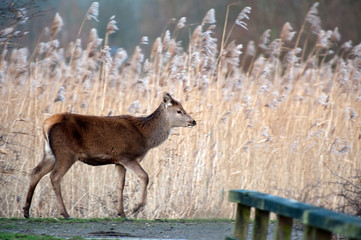 Wild deer walking over a path