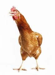 Una gallina cantando en fondo blanco