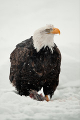 Bald Eagle feeding