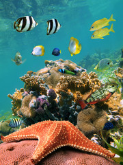 Colorful underwater marine life in a shallow coral reef with tropical fish and a starfish in...