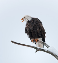 Bald eagle perched on branch