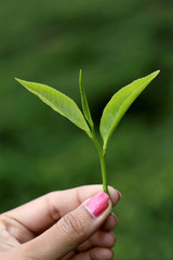 Hand holding green tea leaf