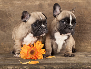 couple in love French bulldogs