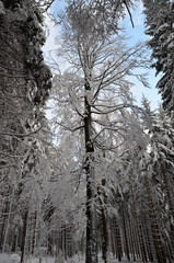Winter Wald Schnee Buche