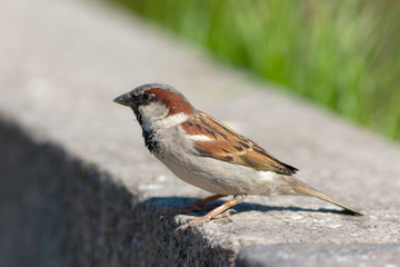 sparrow (male)