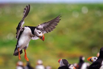 A puffin landing on the Farne Islands