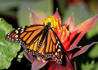 Monarch on Bromeliad
