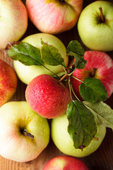 Apples crop