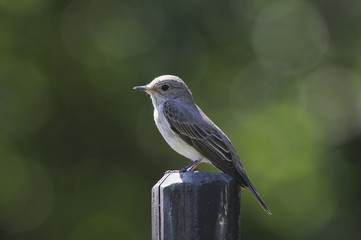 Spotted Flycatcher (Muscicapa striata)