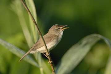 Blyth´s Reed Warbler (Acrocephalus d.)