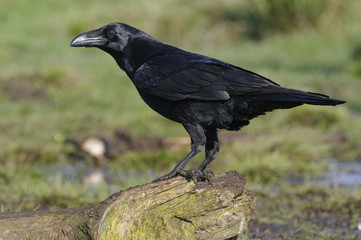 Raven ( Corvus corax)