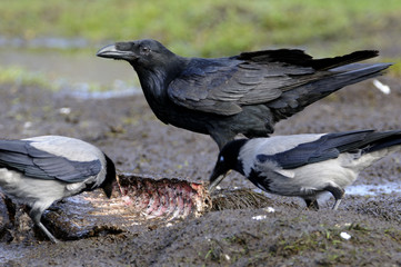 Raven ( Corvus corax)