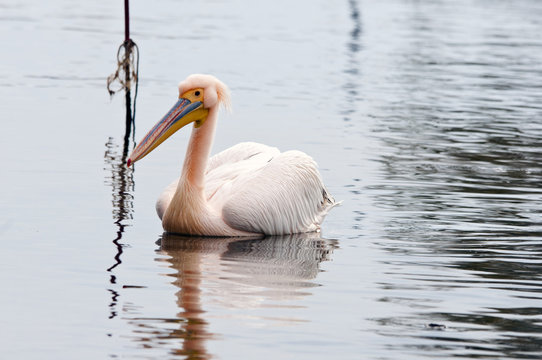 White Pelican - Pelecanus Onocrotalus, Crete