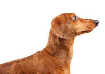short haired Dachshund Dog