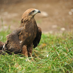 Eagle