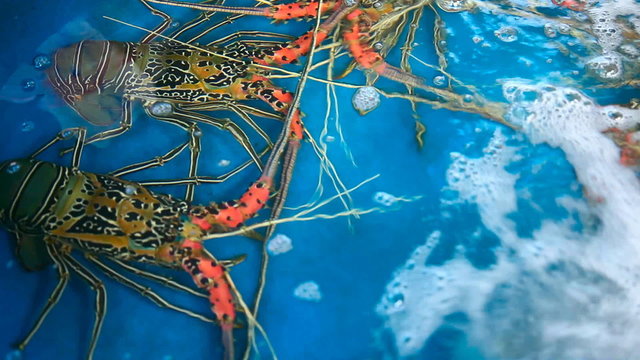 Spiny lobster at the fish market. Phuket, Thailand.