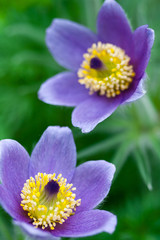 Pulsatilla flowers