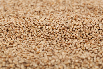 dry wheat