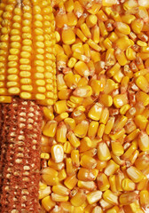 Corn detail