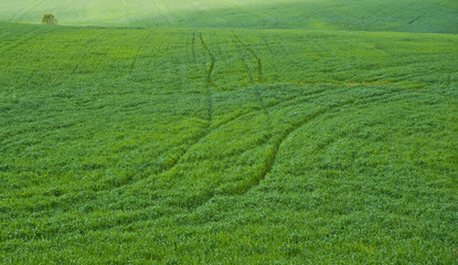 Obraz na płótnie Canvas grass field