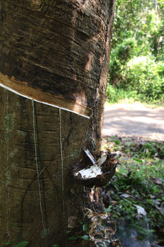 rubbertree