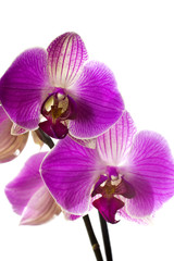 Fototapeta premium Pink orchid.