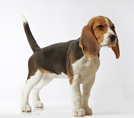beagle puppy