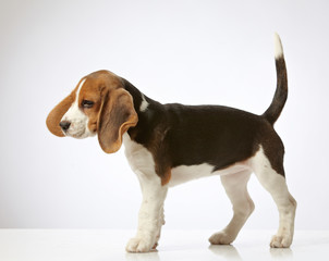 beagle puppy