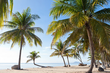 Fototapeta na wymiar Kokosowe drzewo na plaży, Tajlandia