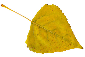 leaf of poplar