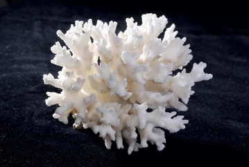 White coral on black background